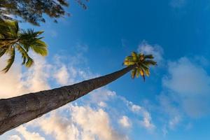 polynesien strand underbar röd solnedgång på kokos träd foto