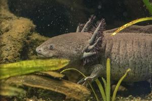 axolotl mexikansk salamander porträtt under vattnet foto