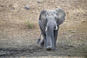 elefant i kruger parkera söder afrika kommande till du foto