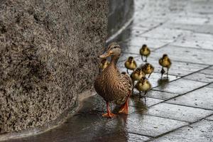 Anka mor och valp i en linje korsning de gata i Washington foto