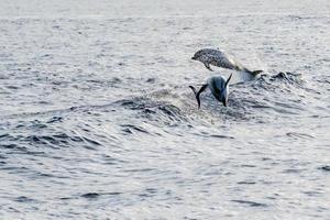 delfin medan Hoppar i de djup blå hav foto