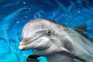 delfin stänga upp porträtt detalj medan ser på du foto