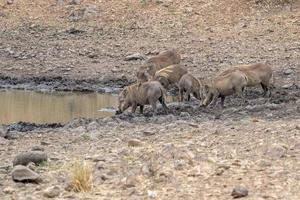 warthog på dricka slå samman i kruger parkera söder afrika foto