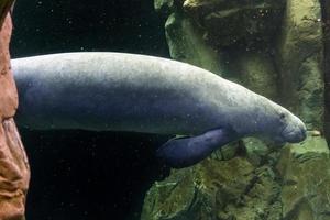 manatee under vattnet stänga upp foto