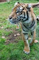 sumatra tiger porträtt stänga upp medan ser på du foto