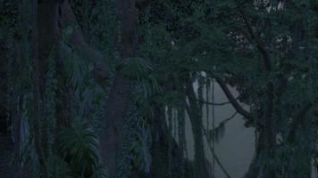 scen ser hetero in i en tät tropisk regn skog foto