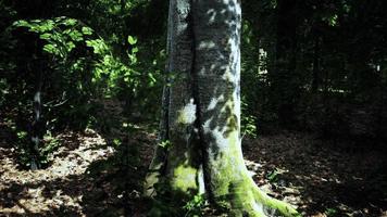 skog scen med mossiga jord i solig kväll i sommar foto