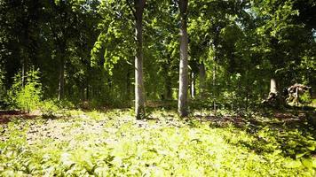 solen strålar genom tjocka träd grenar i tät grön skog foto