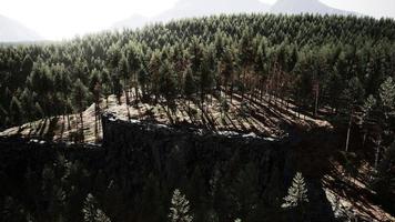 skog av tall i de bergen foto