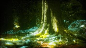 vacker ljusgrön mossa uppvuxen täcker de grova stenarna foto