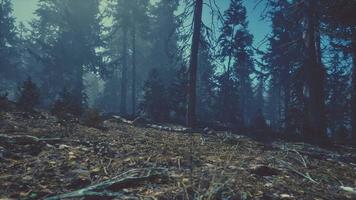 höst tall skog på en dimmig morgon- foto