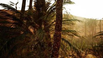 palmer i öknen foto