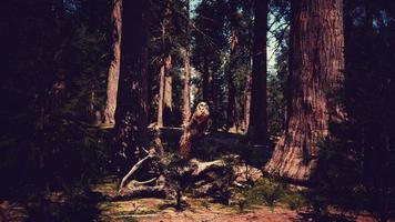 enorm redwoods belägen på de sequoia nationell parkera foto