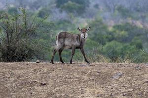 ung nyfödd vattenbock antilop i kruger parkera söder afrika foto