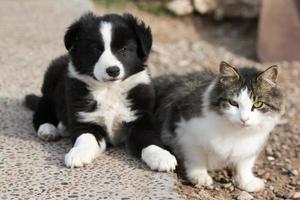 gräns collie valp hund porträtt med en katt foto