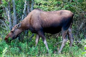 isolerat kvinna älg på skog bakgrund foto