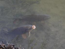 en allmänning karp slukar luft på de yta i en sjö foto