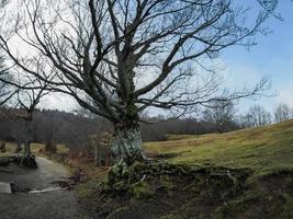 bok skog med en mycket gammal träd i calamone ventasso sjö Italien foto