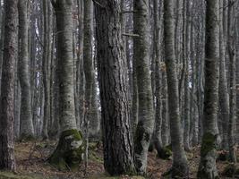 bok skog med en mycket gammal träd i calamone ventasso sjö Italien foto