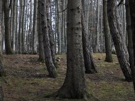 bok skog med en mycket gammal träd i calamone ventasso sjö Italien foto