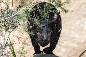 tasmania jäkel stänga upp porträtt foto