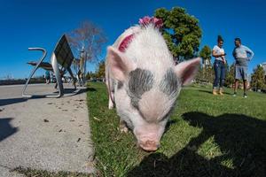 san diego, USA - november 14, 2015 - människor gående en rosa bebis gris i san Diego harnor kör foto