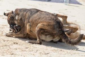 hundar stridande på tropisk polynesisk strand foto