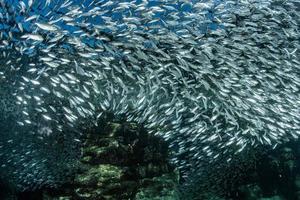 sardin skola av fisk under vattnet foto