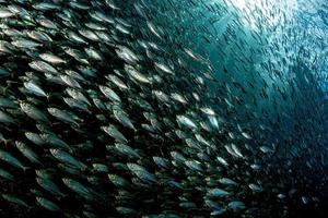 sardin skola av fisk under vattnet bete boll foto