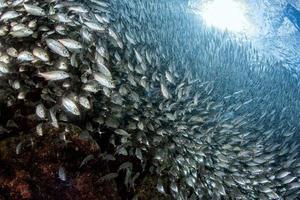 sardin skola av fisk under vattnet stänga upp foto