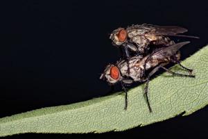 isolerat flyga parning på de svart bakgrund foto