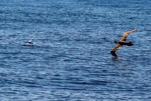 brun drummel gannet jagar en flygande fisk i pacific hav foto
