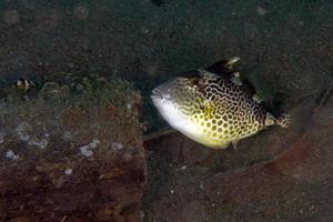 bebis avtryckare fisk på sand under vattnet foto