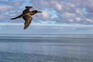brun drummel gannet i franska polynesien pacific hav foto