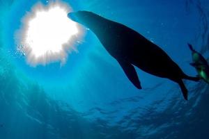 hav lejon täta under vattnet medan dykning galapagos foto