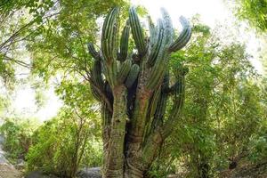 baja kalifornien sur jätte kaktus foto