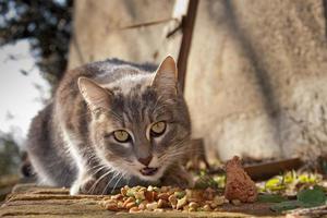 isolerat katt ser på du medan äter foto