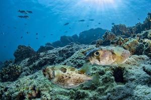 piggsvin låda fisk medan dykning foto