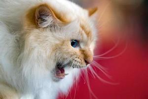 persisk katt porträtt medan bitande foto