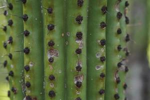 mexikansk kaktus taggar detalj i baja kalifornien foto
