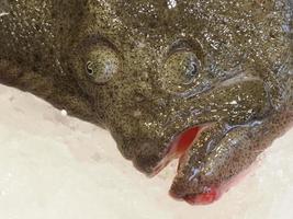 platt fisk skaldjur mellanmål tapas på madrid marknadsföra foto