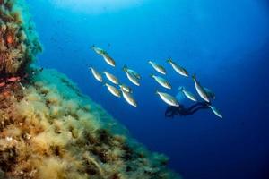 dykning i medelhavs hav portofino marin parkera foto
