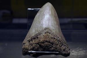 45 miljon år gammal megalodon haj tand detalj foto