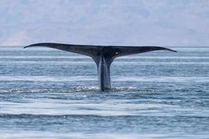 blå val i loreto baja kalifornien mexico endangered största djur- i de värld foto