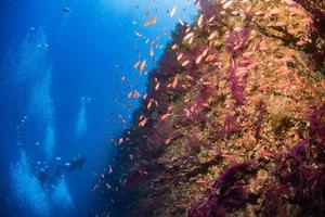 dykning i medelhavs hav portofino marin parkera foto