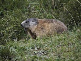 murmeldjur groundhog utanför bo porträtt foto