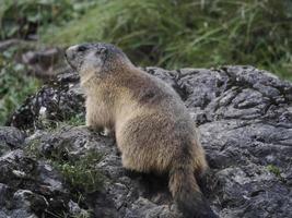 murmeldjur groundhog utanför bo porträtt foto