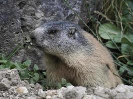 murmeldjur groundhog utanför bo porträtt foto