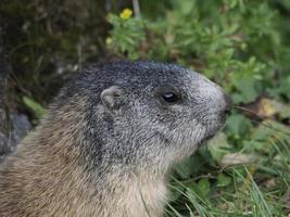 murmeldjur groundhog utanför bo porträtt foto