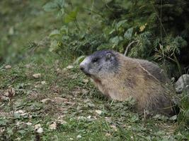 murmeldjur groundhog utanför bo porträtt foto